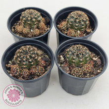 Load image into Gallery viewer, Lobivia arachnacantha red form - John & Norma's Succulents