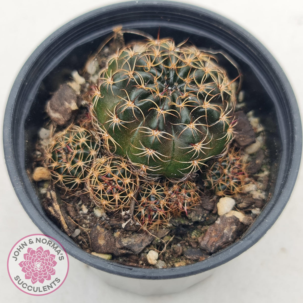 Lobivia arachnacantha red form