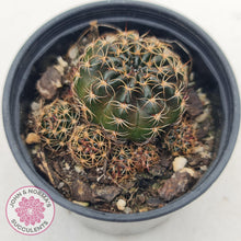 Load image into Gallery viewer, Lobivia arachnacantha red form - John & Norma's Succulents