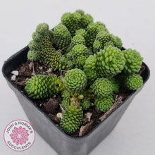 Load image into Gallery viewer, Monanthes polyphylla - John & Norma's Succulents