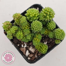 Load image into Gallery viewer, Monanthes polyphylla - John & Norma's Succulents