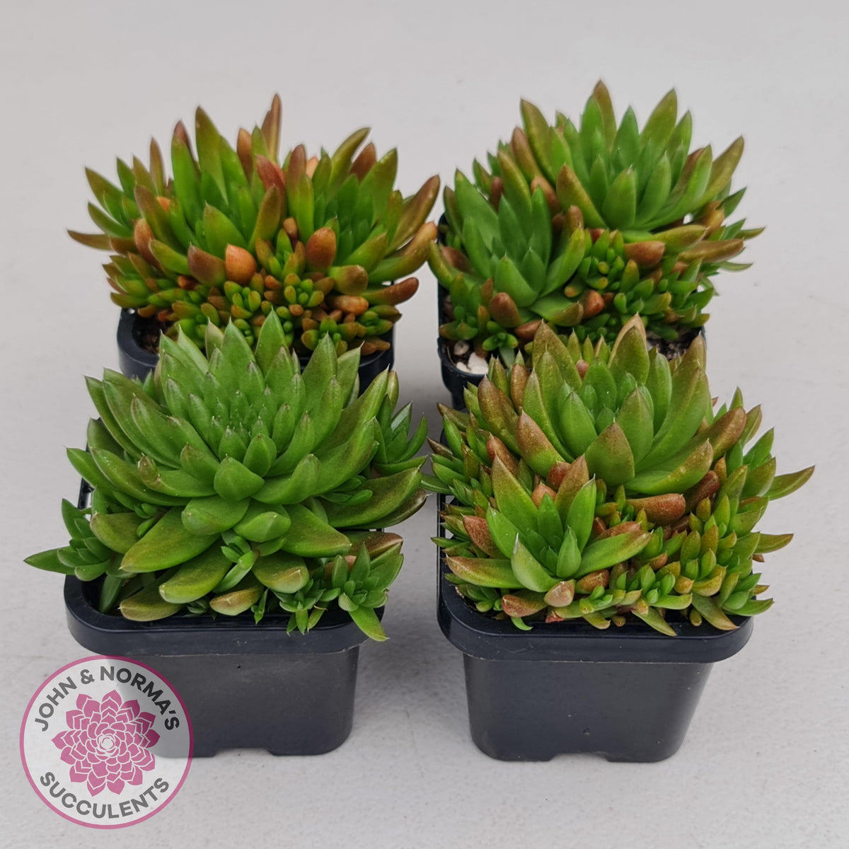 Orostachys erubescens 'Tume - Renge' (multi)