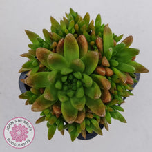 Load image into Gallery viewer, Orostachys erubescens 'Tume - Renge' (multi)