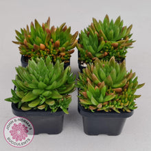 Load image into Gallery viewer, Orostachys erubescens 'Tume - Renge' (multi)