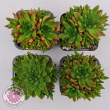 Load image into Gallery viewer, Orostachys erubescens 'Tume - Renge' (multi)