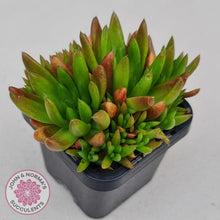 Load image into Gallery viewer, Orostachys erubescens 'Tume - Renge' (multi)