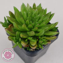 Load image into Gallery viewer, Orostachys erubescens &#39;Tume - Renge&#39; - John &amp; Norma&#39;s Succulents
