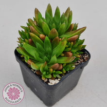 Load image into Gallery viewer, Orostachys erubescens 'Tume - Renge' (multi)