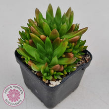Load image into Gallery viewer, Orostachys erubescens 'Tume - Renge' - John & Norma's Succulents