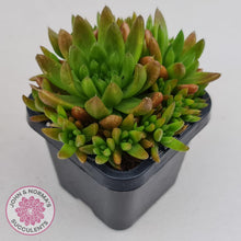 Load image into Gallery viewer, Orostachys erubescens 'Tume - Renge' (multi)