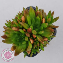 Load image into Gallery viewer, Orostachys erubescens 'Tume - Renge' (multi)