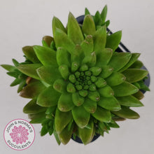 Load image into Gallery viewer, Orostachys erubescens 'Tume - Renge' - John & Norma's Succulents
