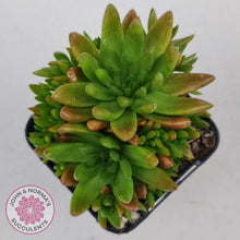 Load image into Gallery viewer, Orostachys erubescens 'Tume - Renge' (multi)