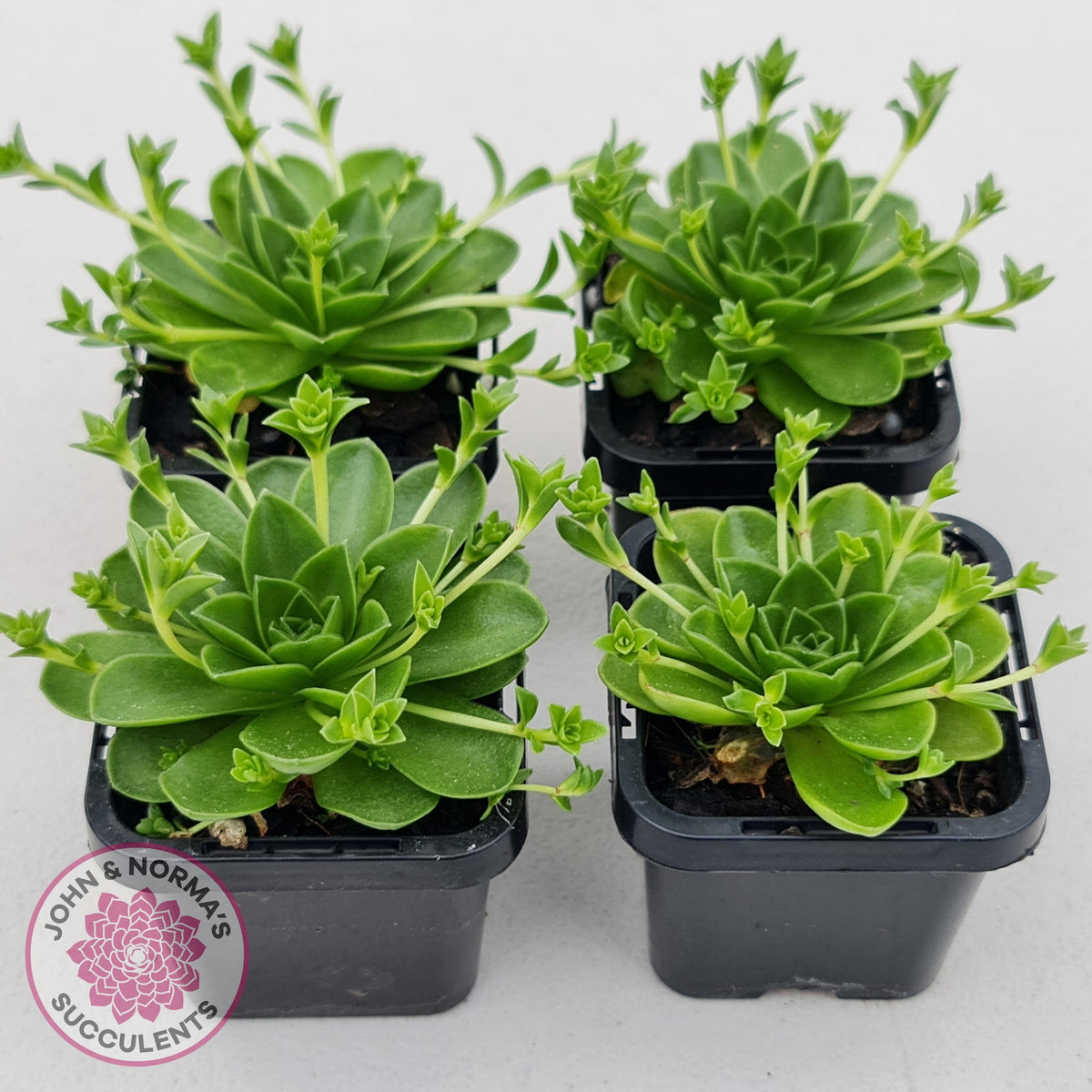 Orostachys malacophylla ssp. Iwarenge ‘Genkai’