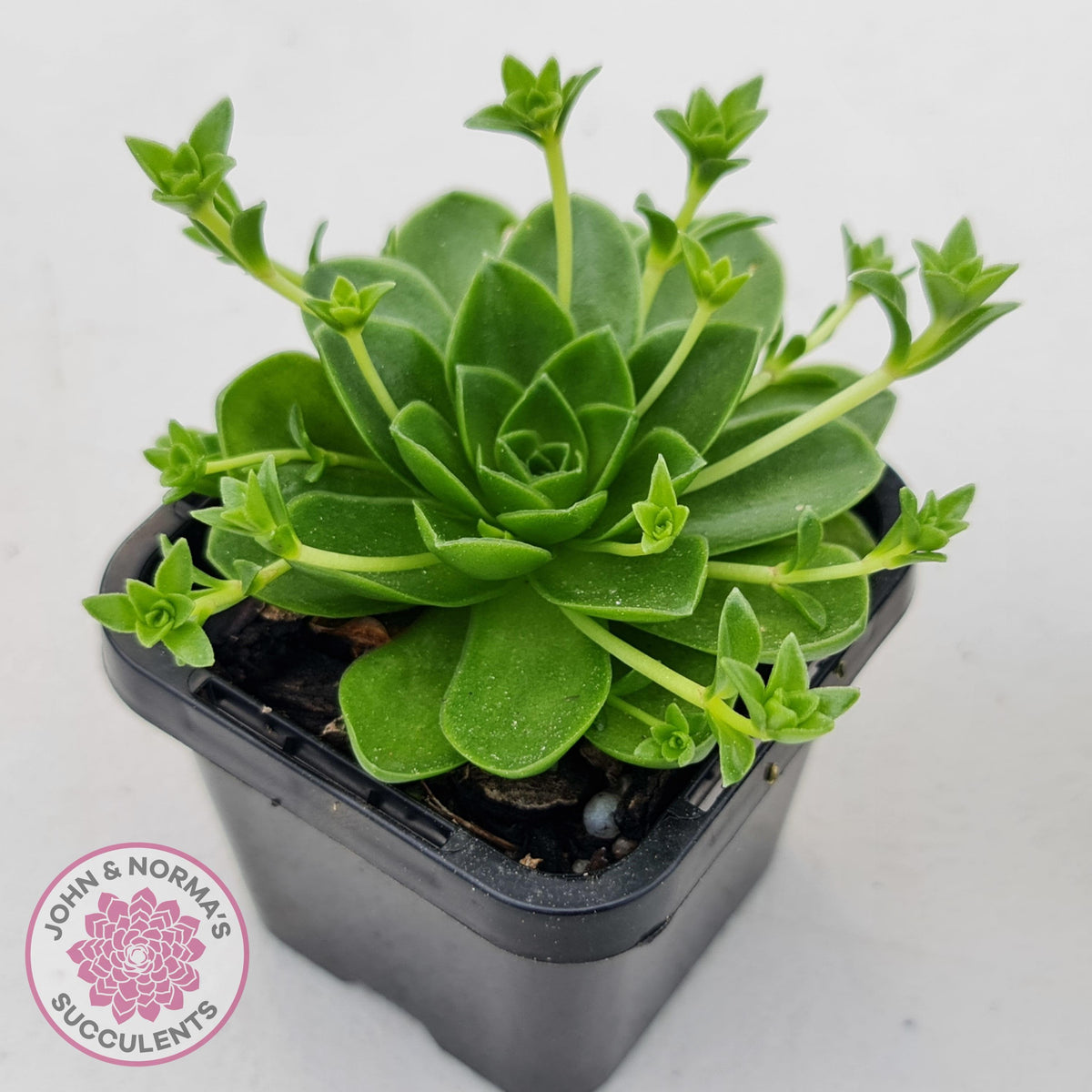Orostachys malacophylla ssp. Iwarenge ‘Genkai’