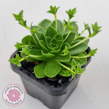 Load image into Gallery viewer, Orostachys malacophylla ssp. Iwarenge ‘Genkai’ - John & Norma's Succulents