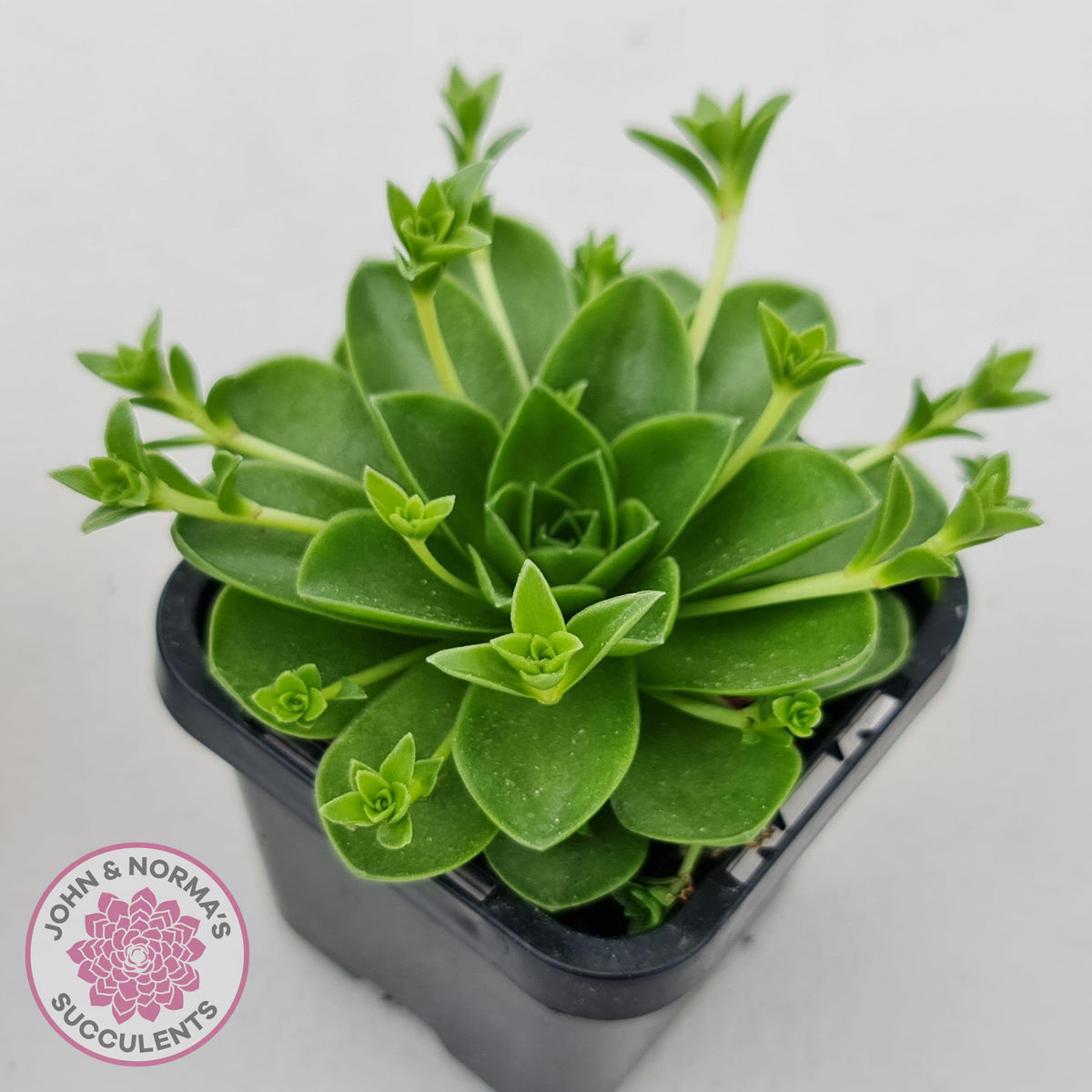 Orostachys malacophylla ssp. Iwarenge ‘Genkai’