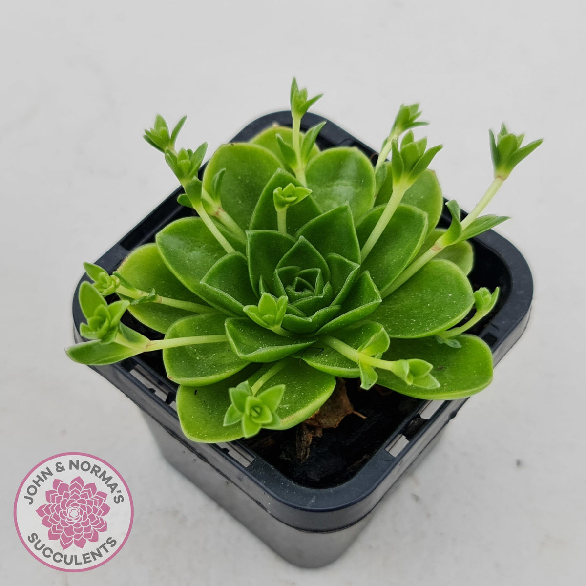 Orostachys malacophylla ssp. Iwarenge ‘Genkai’