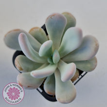 Load image into Gallery viewer, Pachyphytum 'Pink Bunny' - John & Norma's Succulents Australia