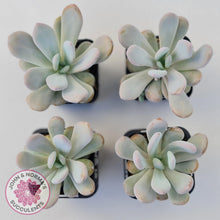 Load image into Gallery viewer, Pachyphytum 'Pink Bunny' - John & Norma's Succulents Australia