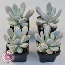 Load image into Gallery viewer, Pachyphytum 'Pink Bunny' - John & Norma's Succulents Australia