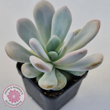 Load image into Gallery viewer, Pachyphytum 'Pink Bunny' - John & Norma's Succulents Australia
