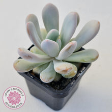 Load image into Gallery viewer, Pachyphytum 'Pink Bunny' - John & Norma's Succulents Australia