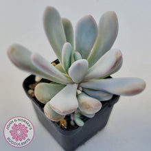 Load image into Gallery viewer, Pachyphytum 'Pink Bunny' - John & Norma's Succulents Australia