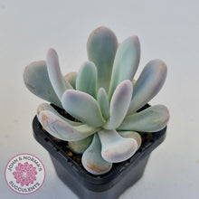 Load image into Gallery viewer, Pachyphytum 'Pink Bunny' - John & Norma's Succulents Australia