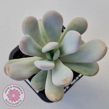 Load image into Gallery viewer, Pachyphytum 'Pink Bunny' - John & Norma's Succulents Australia