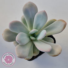 Load image into Gallery viewer, Pachyphytum 'Pink Bunny' - John & Norma's Succulents Australia