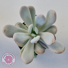 Load image into Gallery viewer, Pachyphytum 'Pink Bunny' - John & Norma's Succulents Australia