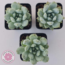 Load image into Gallery viewer, Pachyphytum Du La La - John & Norma's Succulents Australia