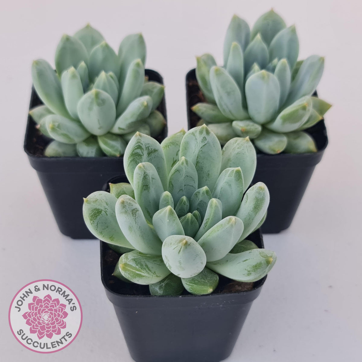Pachyphytum Du La La
