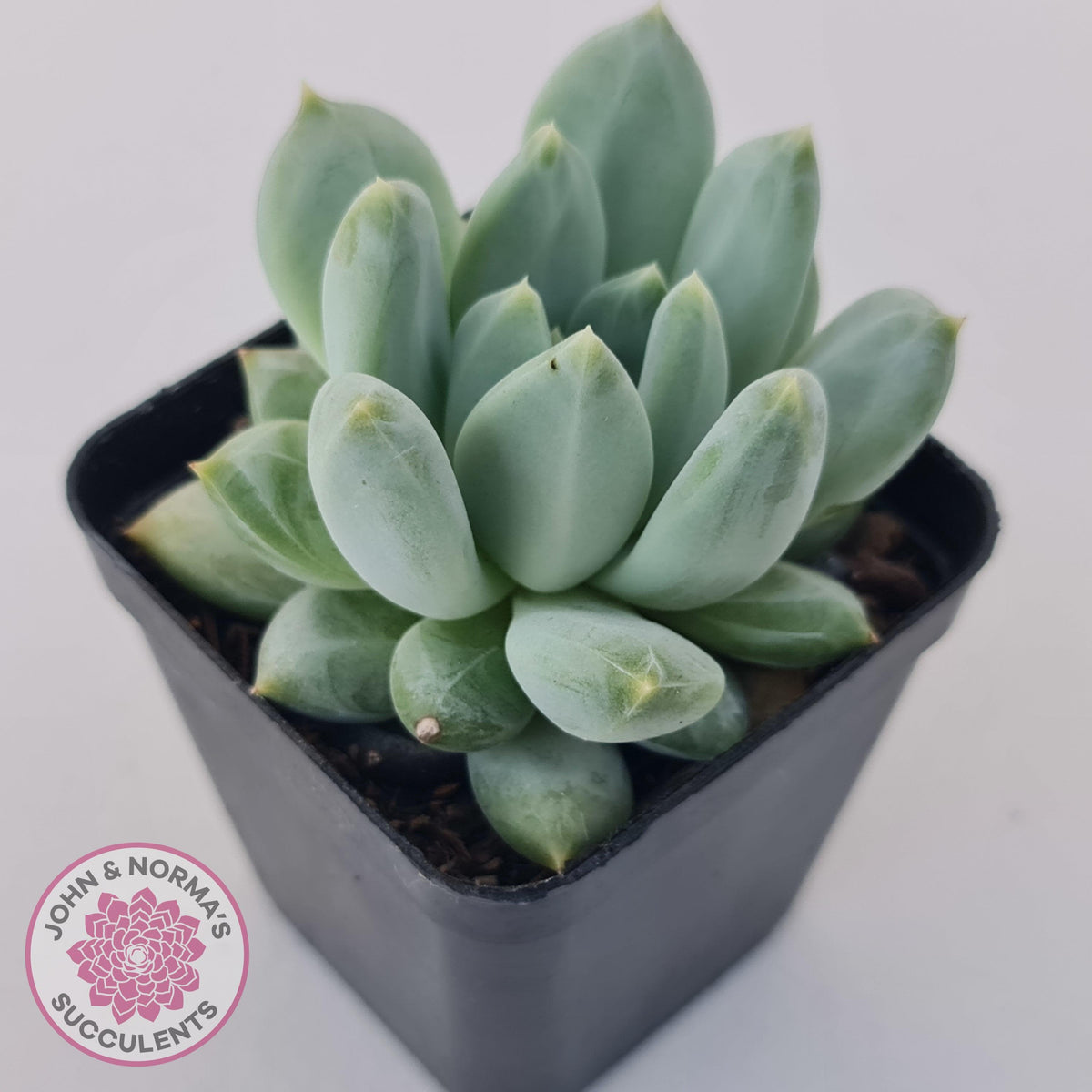 Pachyphytum Du La La