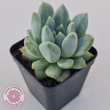 Load image into Gallery viewer, Pachyphytum Du La La - John & Norma's Succulents Australia