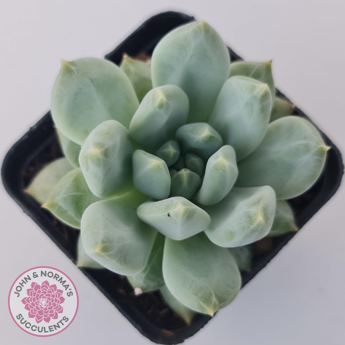 Pachyphytum Du La La
