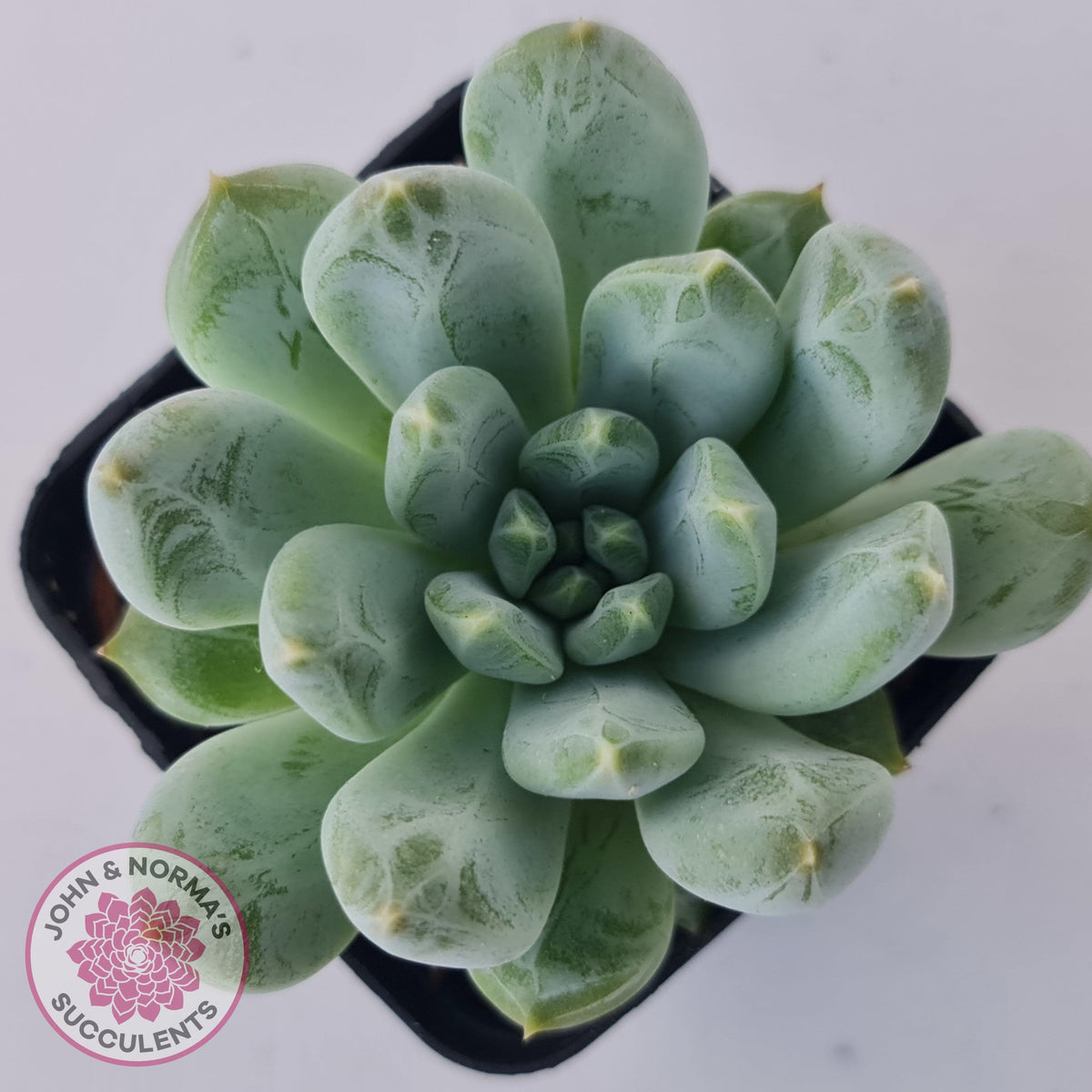 Pachyphytum Du La La