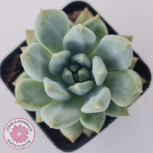 Load image into Gallery viewer, Pachyphytum Du La La - John & Norma's Succulents Australia