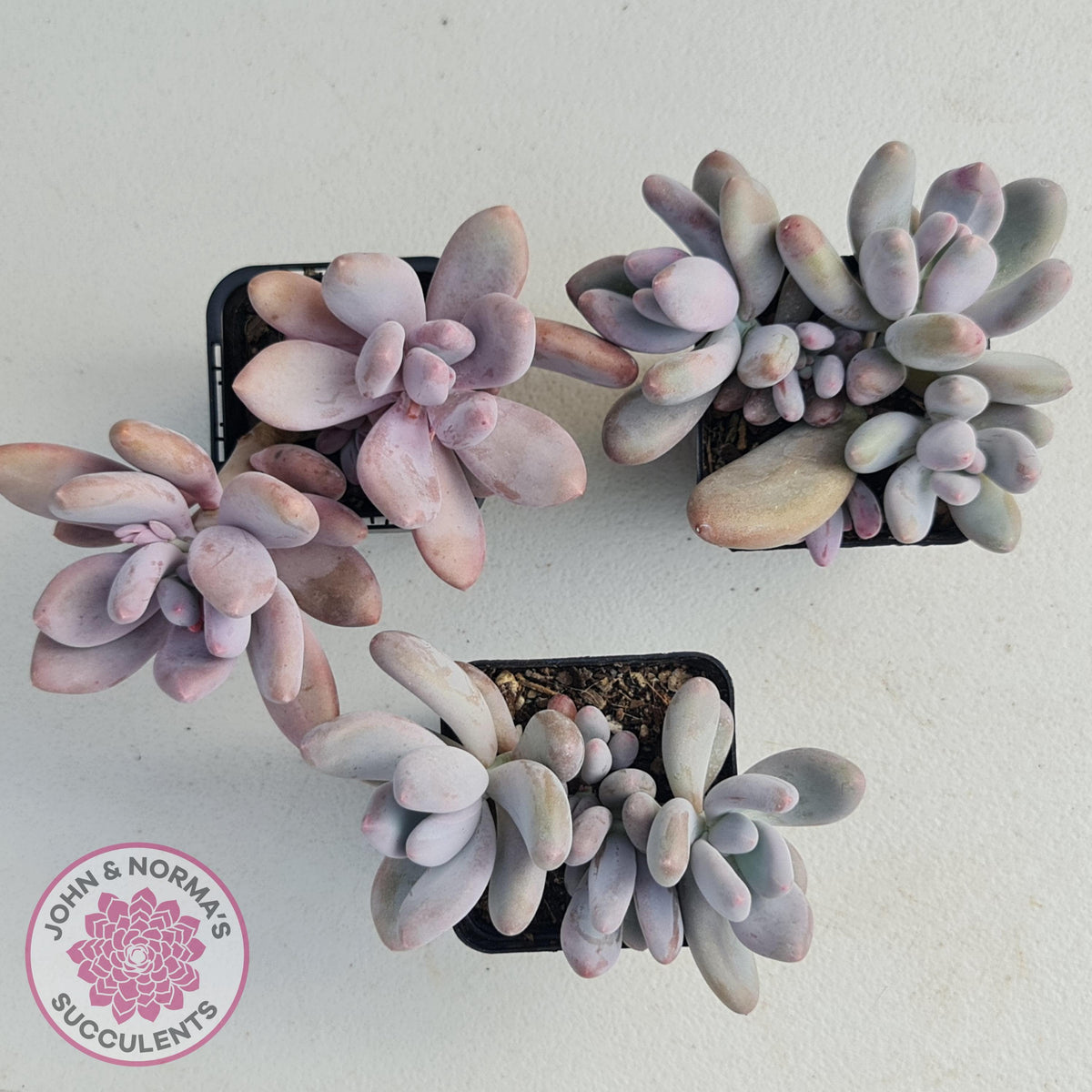Pachyphytum Glutincaule