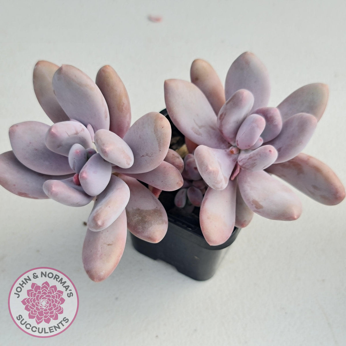 Pachyphytum Glutincaule