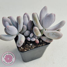 Load image into Gallery viewer, Pachyphytum Glutincaule - John & Norma's Succulents