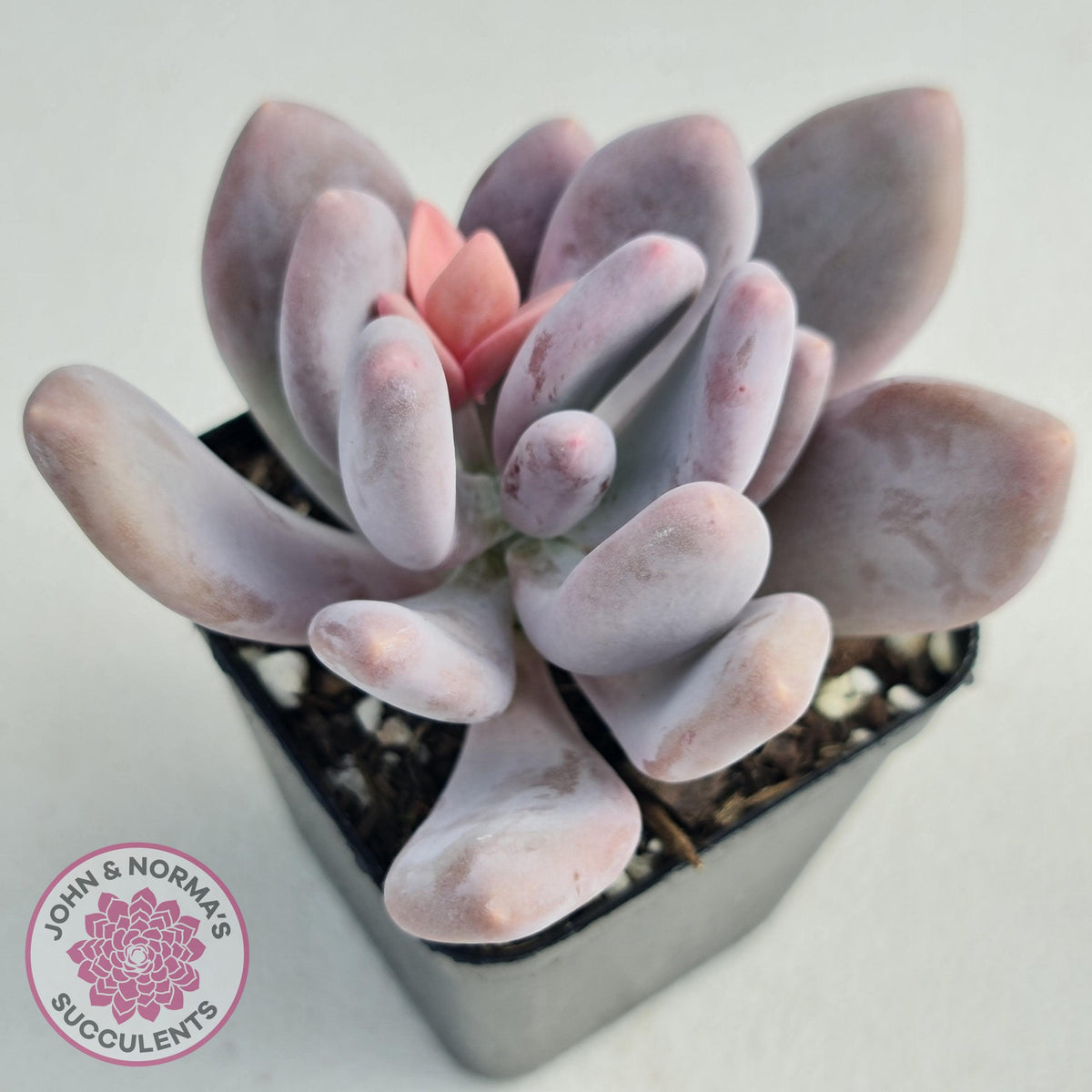 Pachyphytum Glutincaule