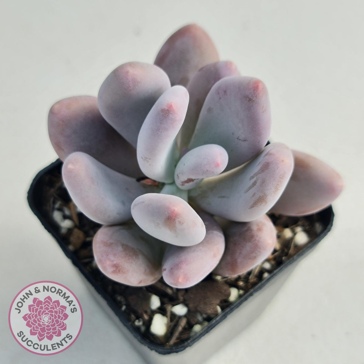 Pachyphytum Glutincaule