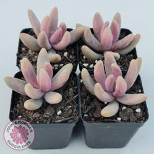 Load image into Gallery viewer, Pachysedum Ganzhou - John & Norma's Succulents