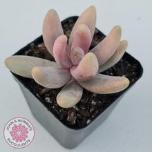 Load image into Gallery viewer, Pachysedum Ganzhou - John & Norma's Succulents