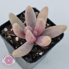 Load image into Gallery viewer, Pachysedum Ganzhou - John & Norma's Succulents