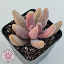Load image into Gallery viewer, Pachysedum Ganzhou - John & Norma's Succulents
