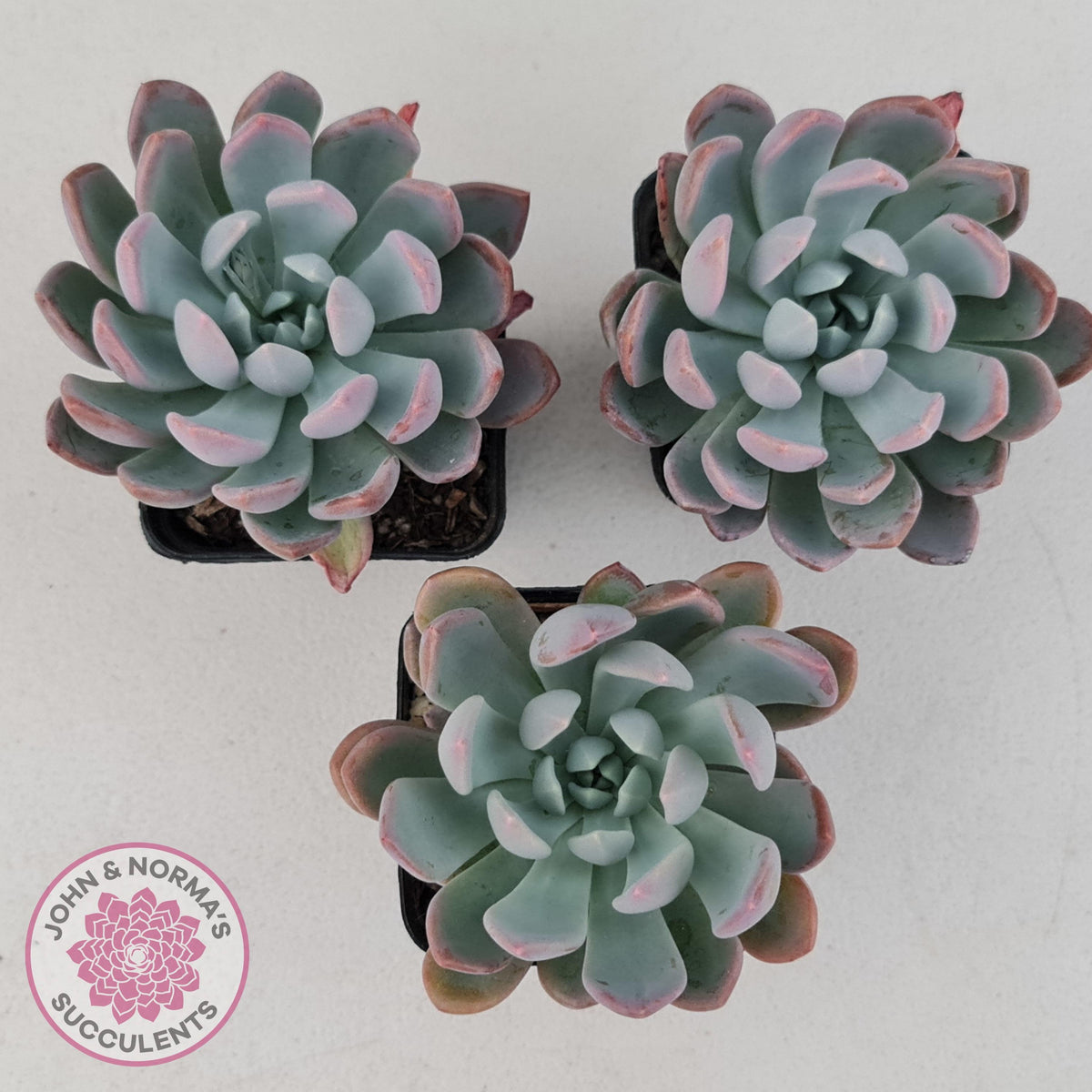 Pachyveria scheideckeri