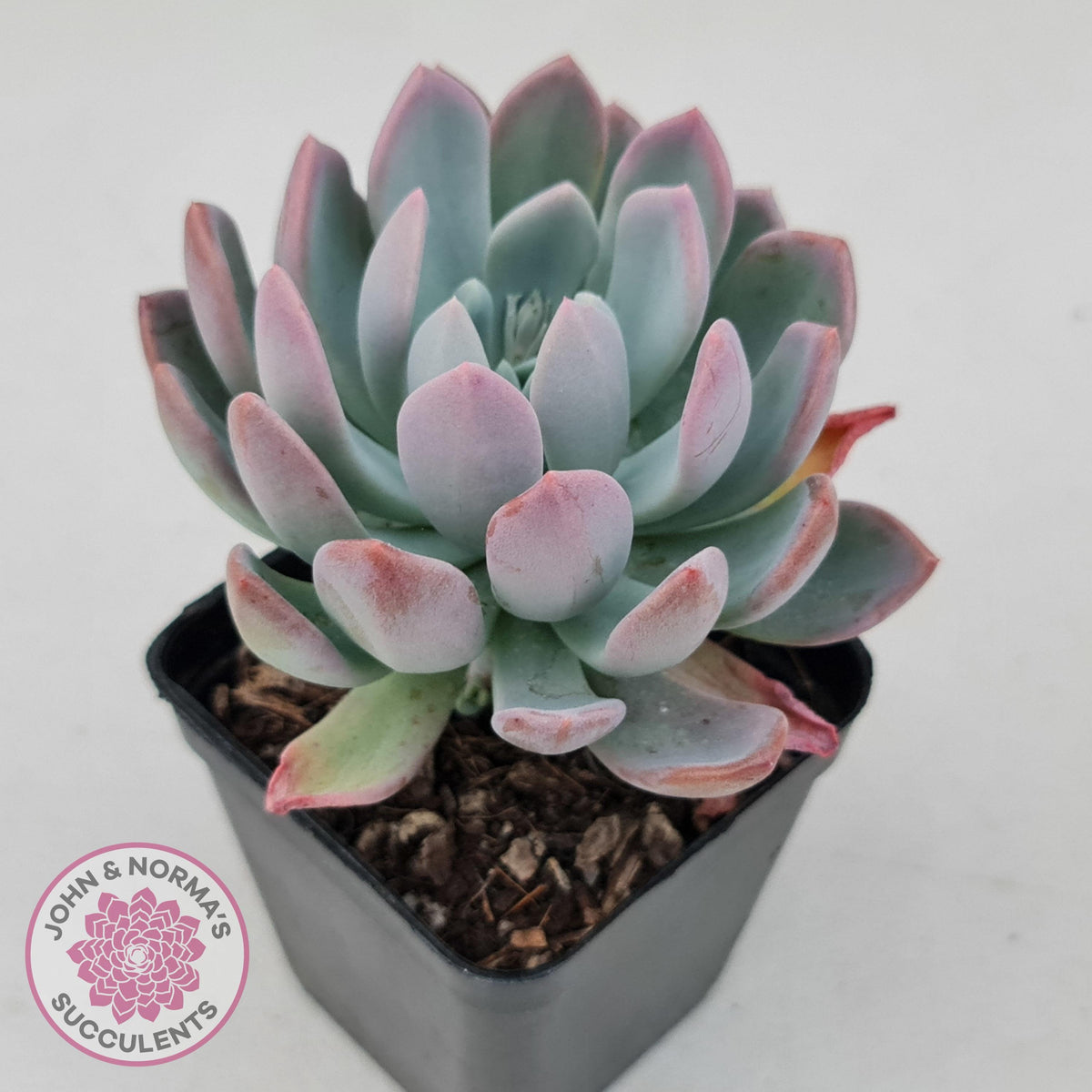 Pachyveria scheideckeri